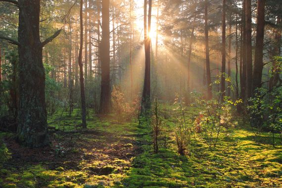 8,6 ha Wald arrondiert, zu verkaufen