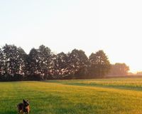 Baumreihe hinter den Weiden